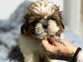 Shih Tzu perros SHIH TZU TRICOLOR - Anuncio 1