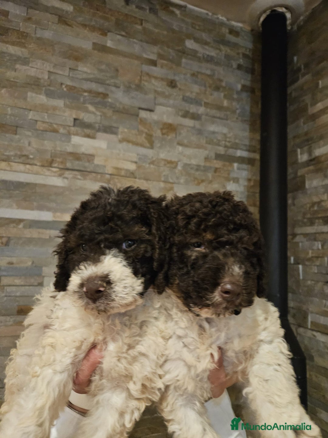 Perro de Agua Español perros en venta: Machos bicolores PDAE - Imagen 2