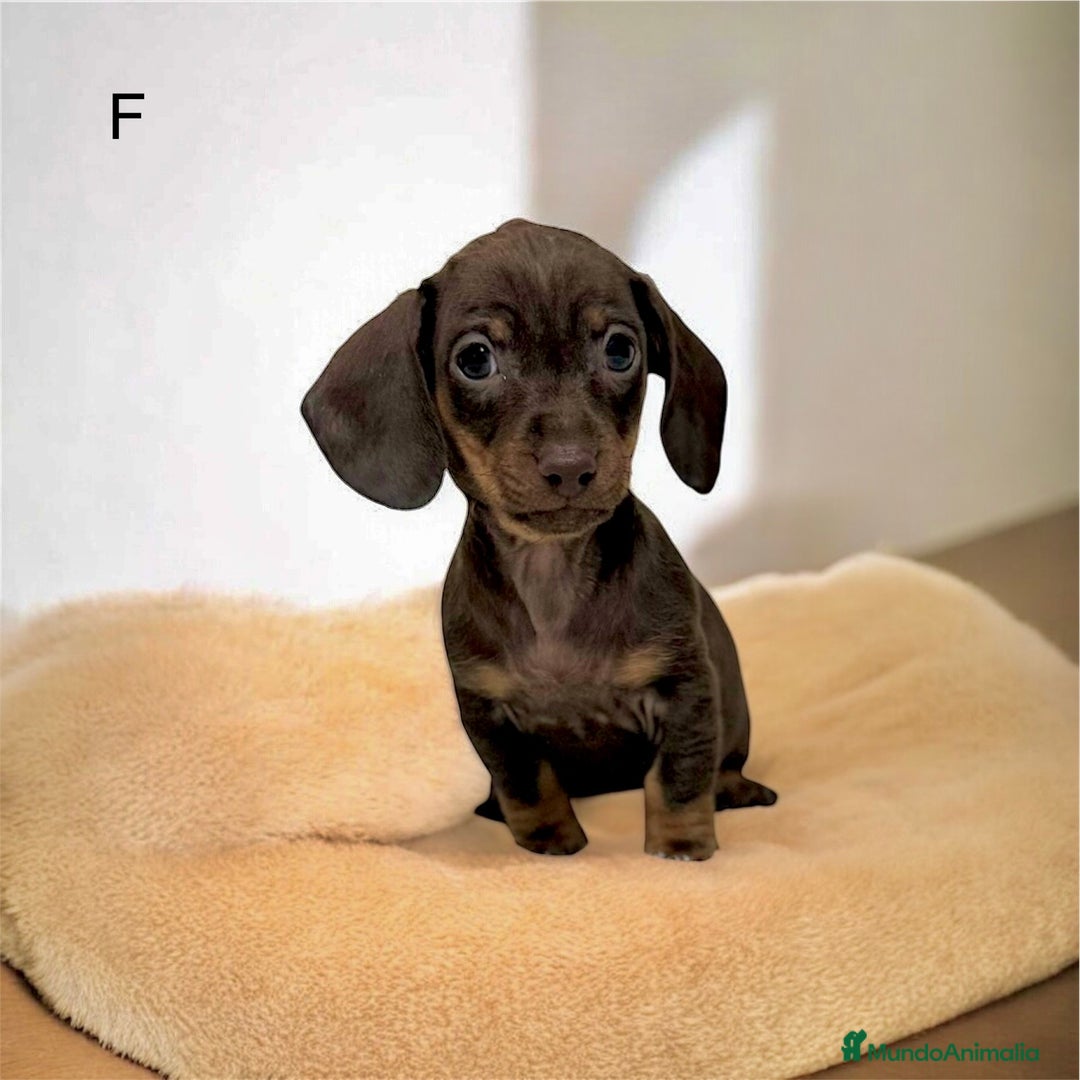 Teckel perros en venta: Camada teckel mini - Anuncio 4