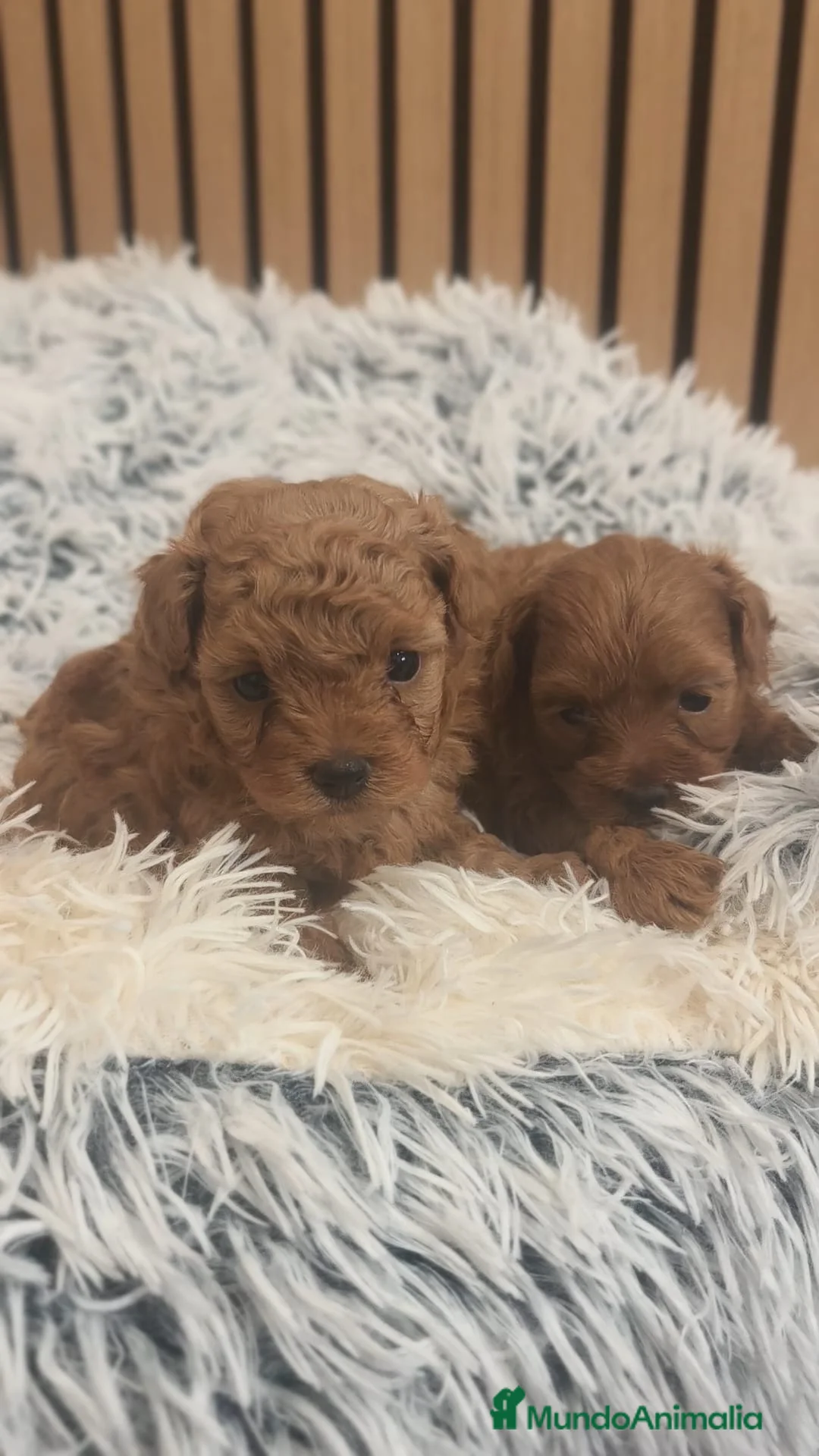 Maltipoo perros en venta: Maltipoo  - Anuncio 2