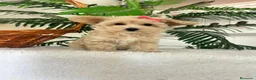 Maltipoo perros en venta: MALTIPOO HEMBRA - Anuncio 10