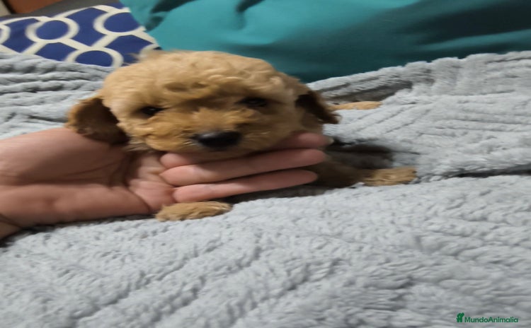 Caniche Enano perros - Anuncio 2