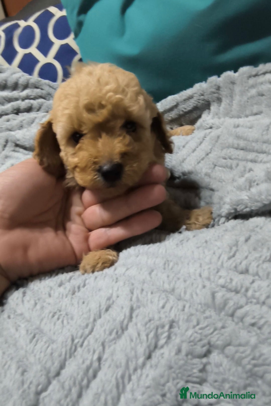 Caniche Enano perros en venta: Caniches en Curtis La Coruña  - Imagen 1