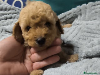Caniche Enano perros - Anuncio 3