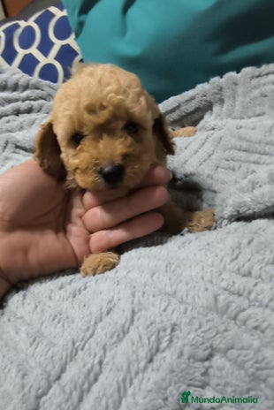 Caniche Enano perros - Anuncio 2