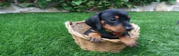 Teckel perros en venta: Preciosos Teckel negro fuego  - Anuncio 4