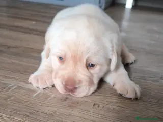 Labrador Retriever perros Labrador retriever dorado - Anuncio 21