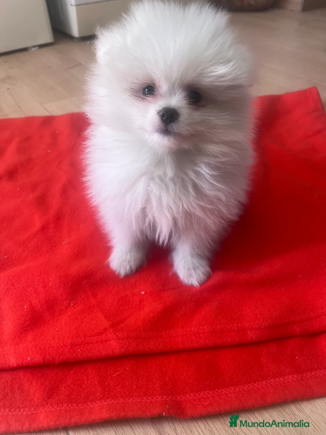 Pomerania perros en venta: PRECIOSO POMERANIA MINI RUSO - Anuncio 1