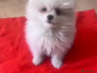 Pomerania perros PRECIOSO POMERANIA MINI RUSO - Anuncio 2