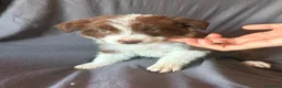 Border Collie perros en venta: BORDER COLLIE - Anuncio 3