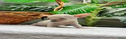 Chihuahua perros en venta: CHIHUAHUA-OJOS AZULES - Anuncio 11