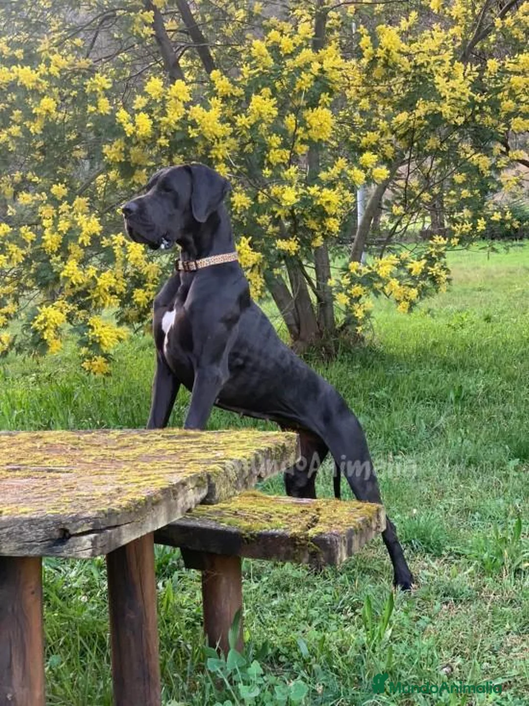 Imagen de galería {{count}}