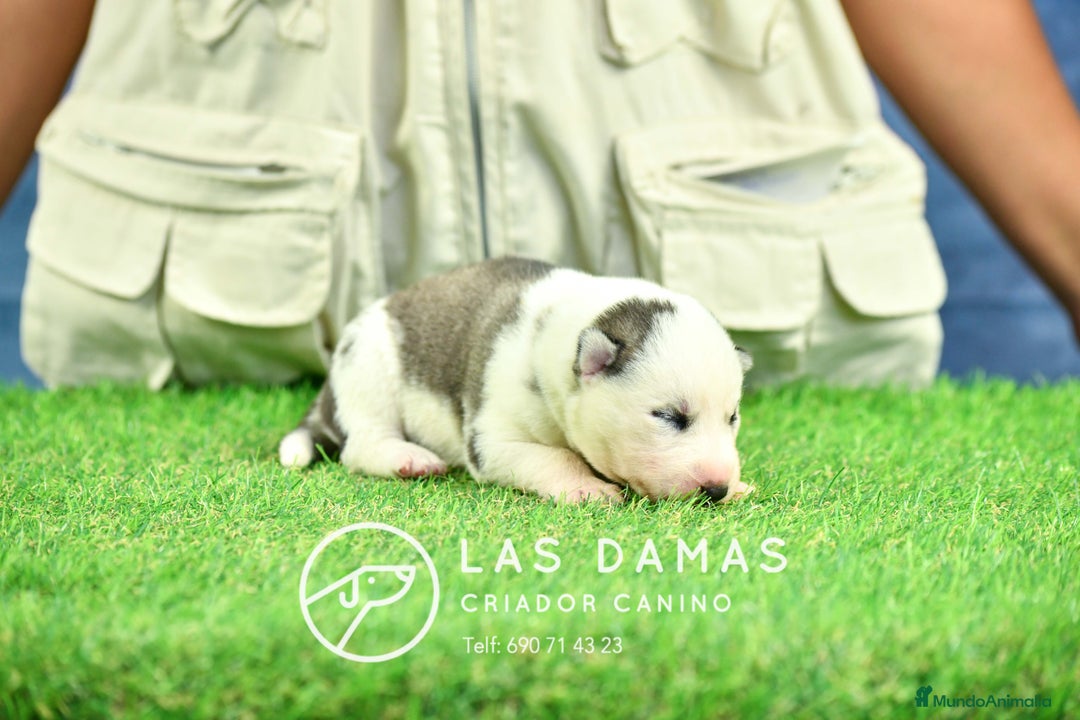 Husky Siberiano perros en venta: Husky siberiano disponibles - Imagen 4