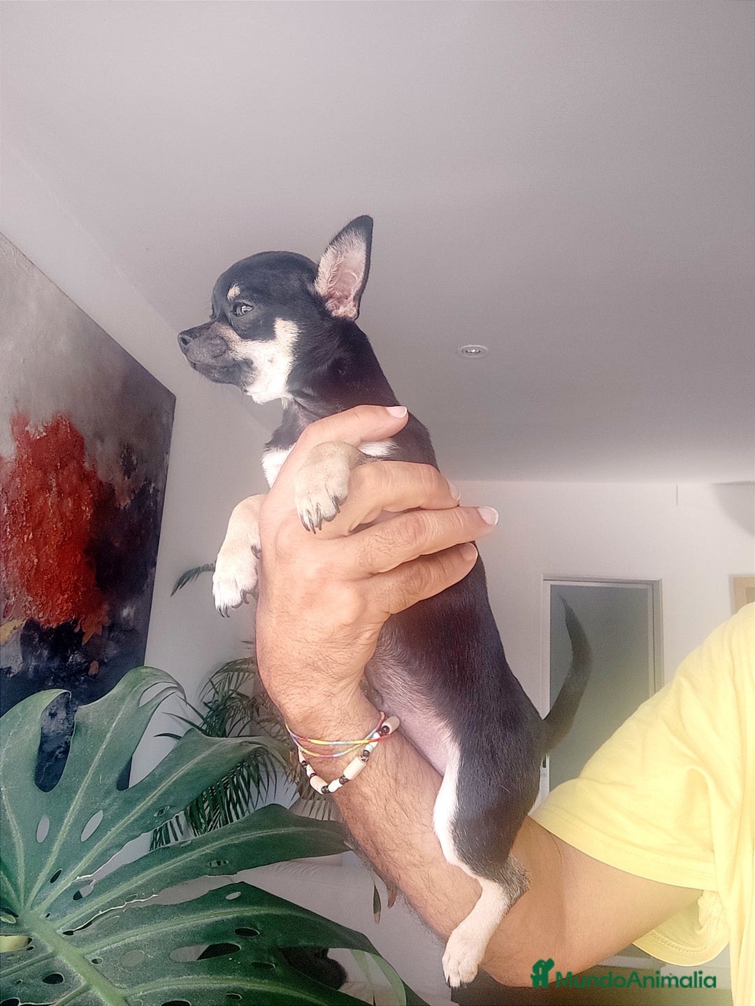 Chihuahua perros en venta: Chihuahua muy bonito - Anuncio 1