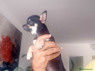 Chihuahua perros Chihuahua muy bonito - Anuncio 1
