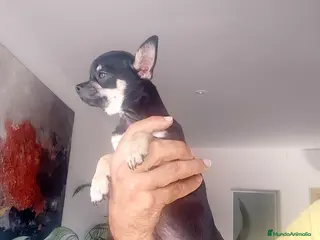 Chihuahua perros Chihuahua muy bonito - Anuncio 2