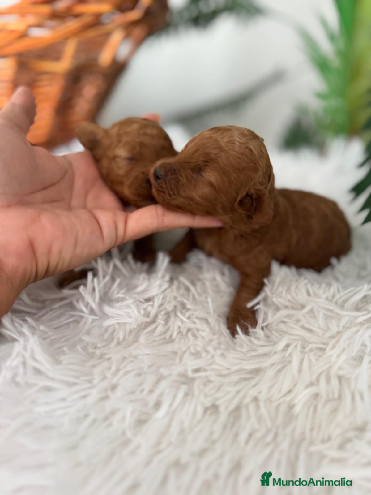 Caniche Toy perros CANICHE TOY HEMBRA - Anuncio 1