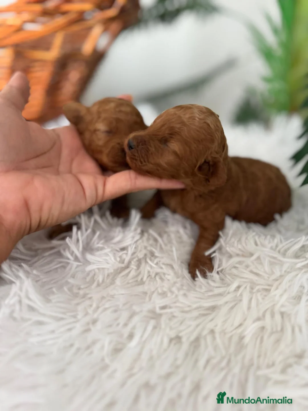 Caniche Toy perros en venta: CANICHE TOY HEMBRA - Anuncio 1