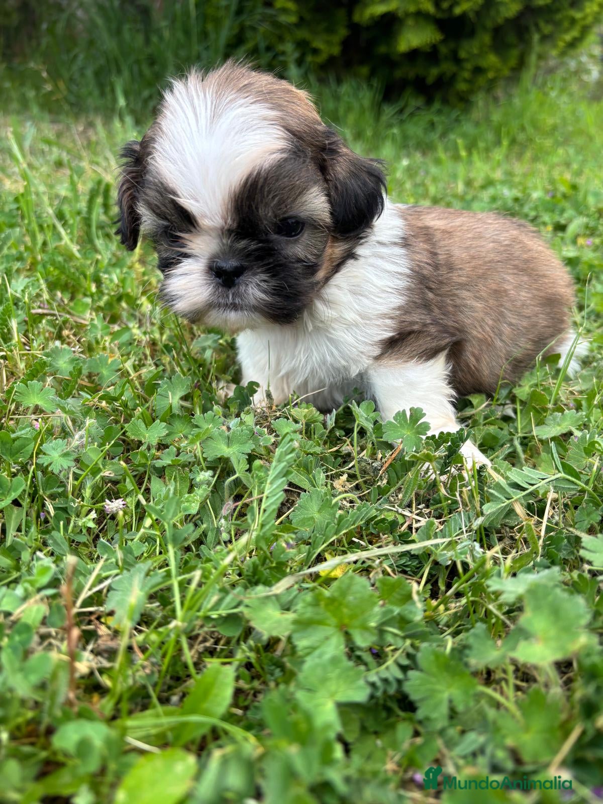 Shih Tzu perros en venta: Shit tzu machos y hembras listos para entregar. - Anuncio 9