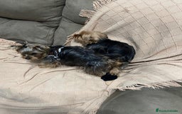 Yorkshire Terrier perros en venta: Yorkshire toy  - Imagen 1