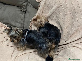 Yorkshire Terrier perros - Anuncio 3