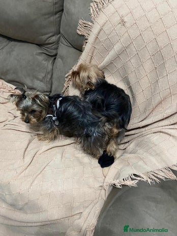 Yorkshire Terrier perros - Anuncio 2