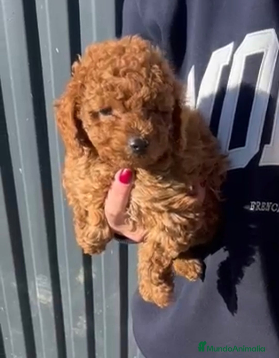 Caniche Toy perros en venta: Caniche toy Rojo  - Anuncio 1