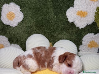 Cavalier King Charles Spaniel perros - Anuncio 5