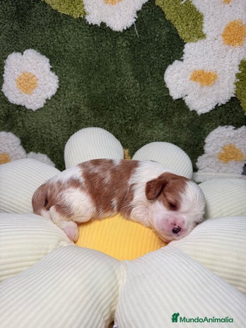 Cavalier King Charles Spaniel perros - Anuncio 1