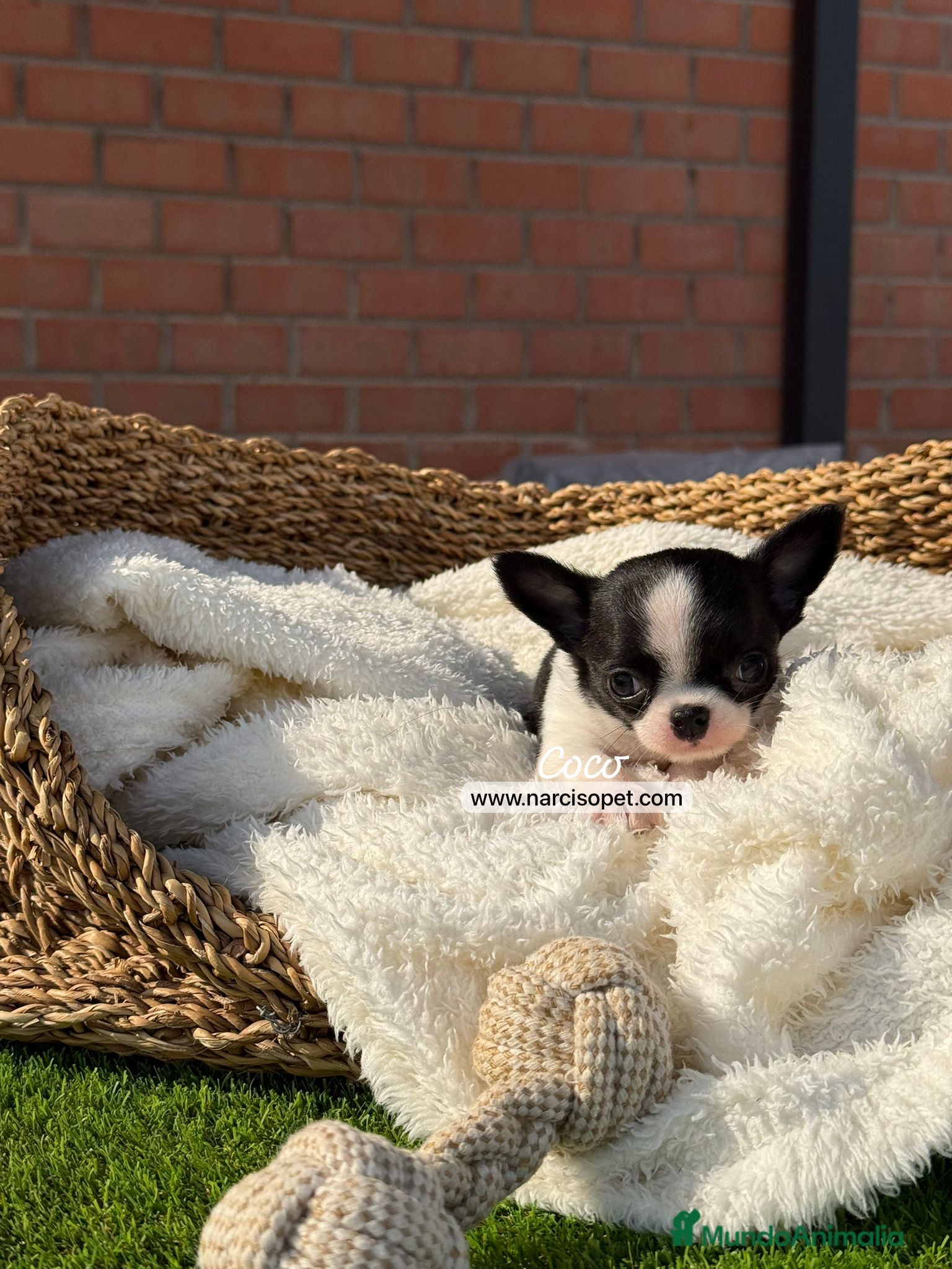 Chihuahua perros en venta: CHIHUAHUA TOY - Anuncio 4