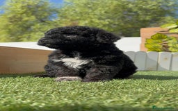 Perro de Agua Español perros en venta: PERRO DE AGUA ESPAÑOL HEMBRA - Imagen 29
