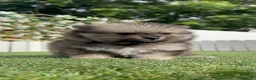 Pomerania perros en venta: POMERANIA - Anuncio 2