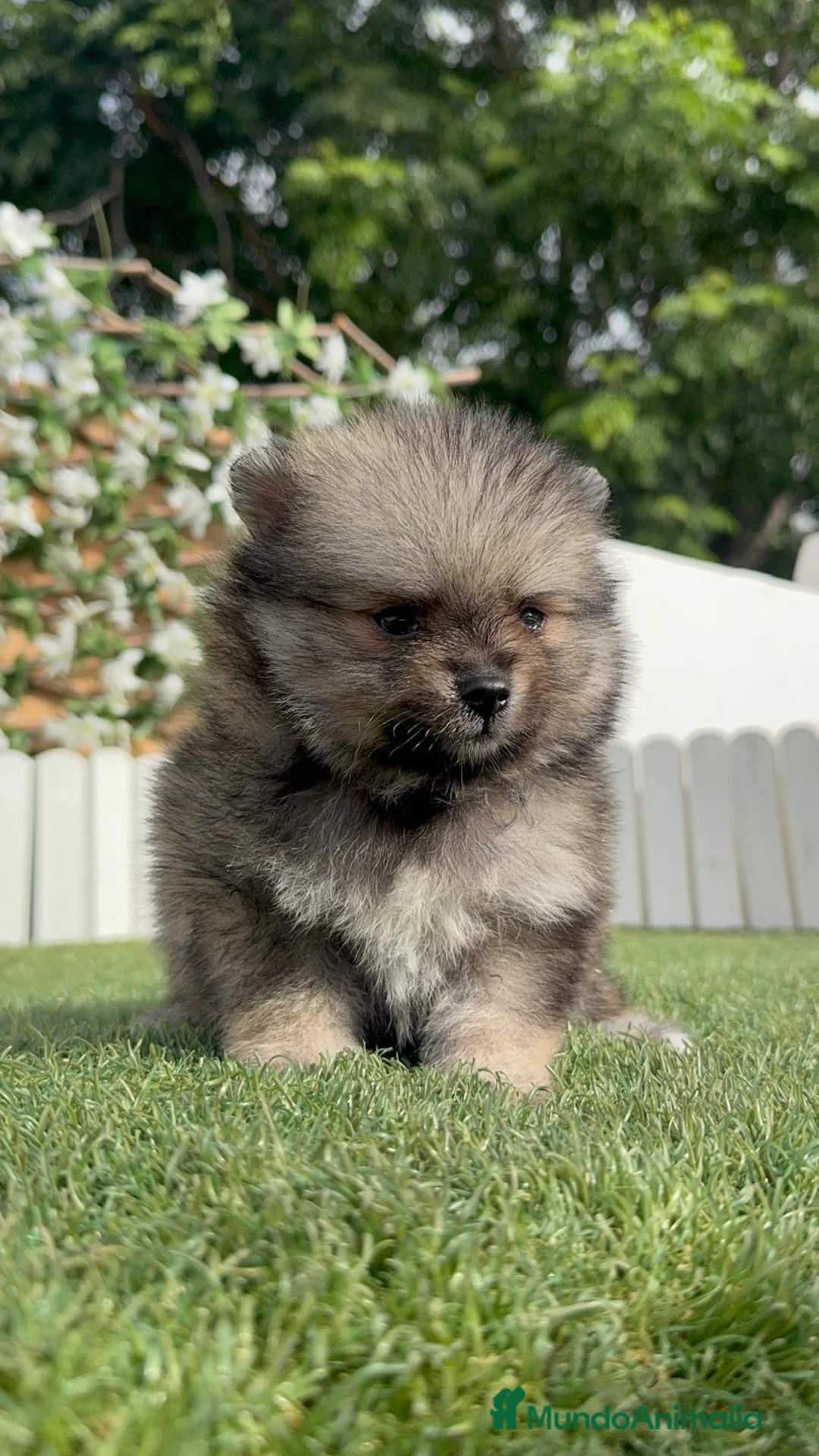 Pomerania perros en venta: POMERANIA - Anuncio 2