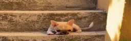 Chihuahua perros en venta: Chihuahua cabeza de manzana  - Anuncio 3
