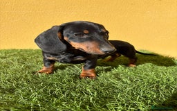 Teckel Miniatura perros en venta: Teckel Miniatura macho negro fuego  - Imagen 9