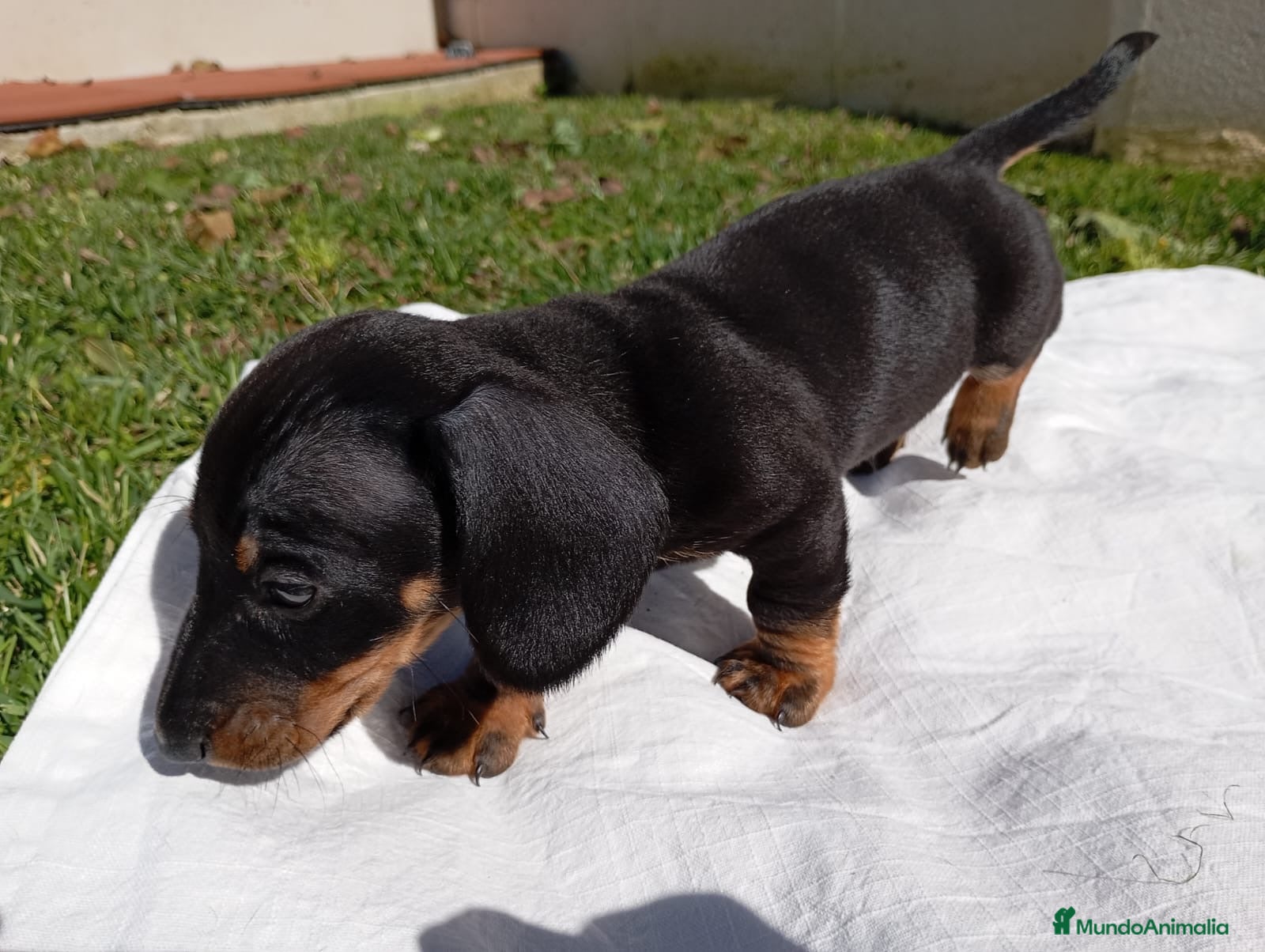 Teckel Miniatura perros Teckel Negro Fuego  - Anuncio 1