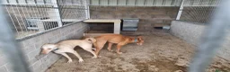 Podenco Andaluz perros en venta: Cachorros podenco andaluz puro - Anuncio 3