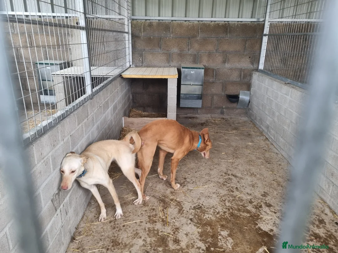 Podenco Andaluz perros en venta: Cachorros podenco andaluz puro - Anuncio 3