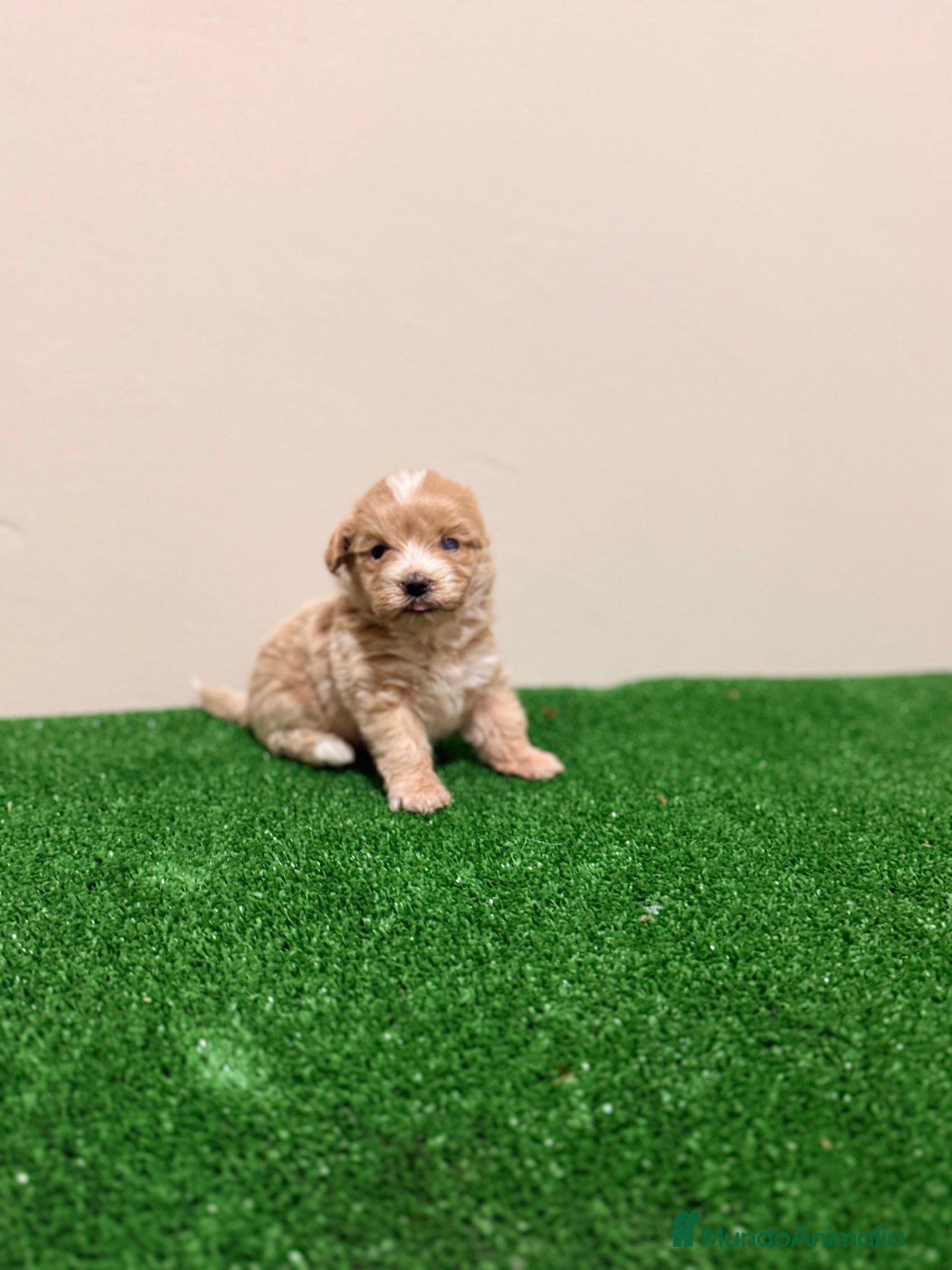 Maltipoo perros Maltipoo Toy Apricot Rojo Macho  - Anuncio 1
