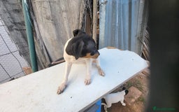 Ratonero Bodeguero Andaluz perros en venta: Bodeguero andaluz  - Imagen 3