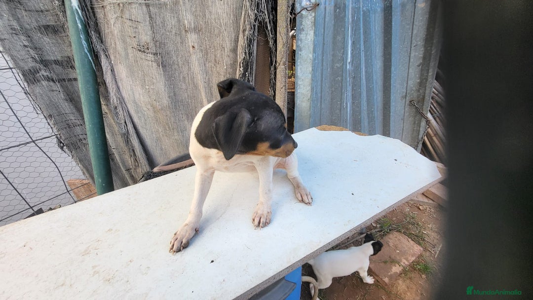 Ratonero Bodeguero Andaluz perros en venta: Bodeguero andaluz  - Imagen 3