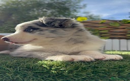 Border Collie perros en venta: BORDER COLLIE HEMBRA MERLE - Imagen 18