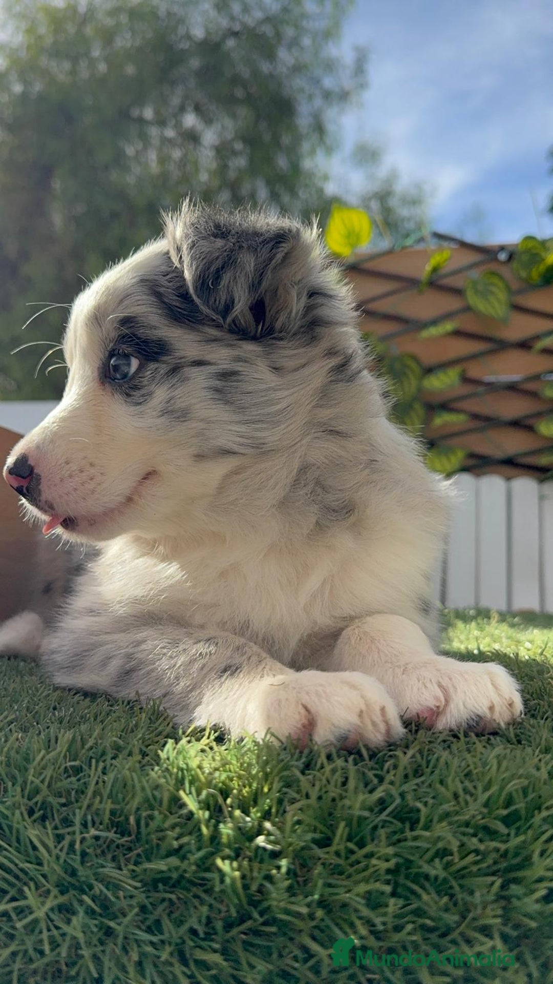 Border Collie perros en venta: BORDER COLLIE HEMBRA MERLE - Imagen 18
