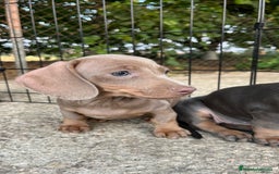 Teckel perros en venta: Camada de Teckel capa exótica  - Imagen 5