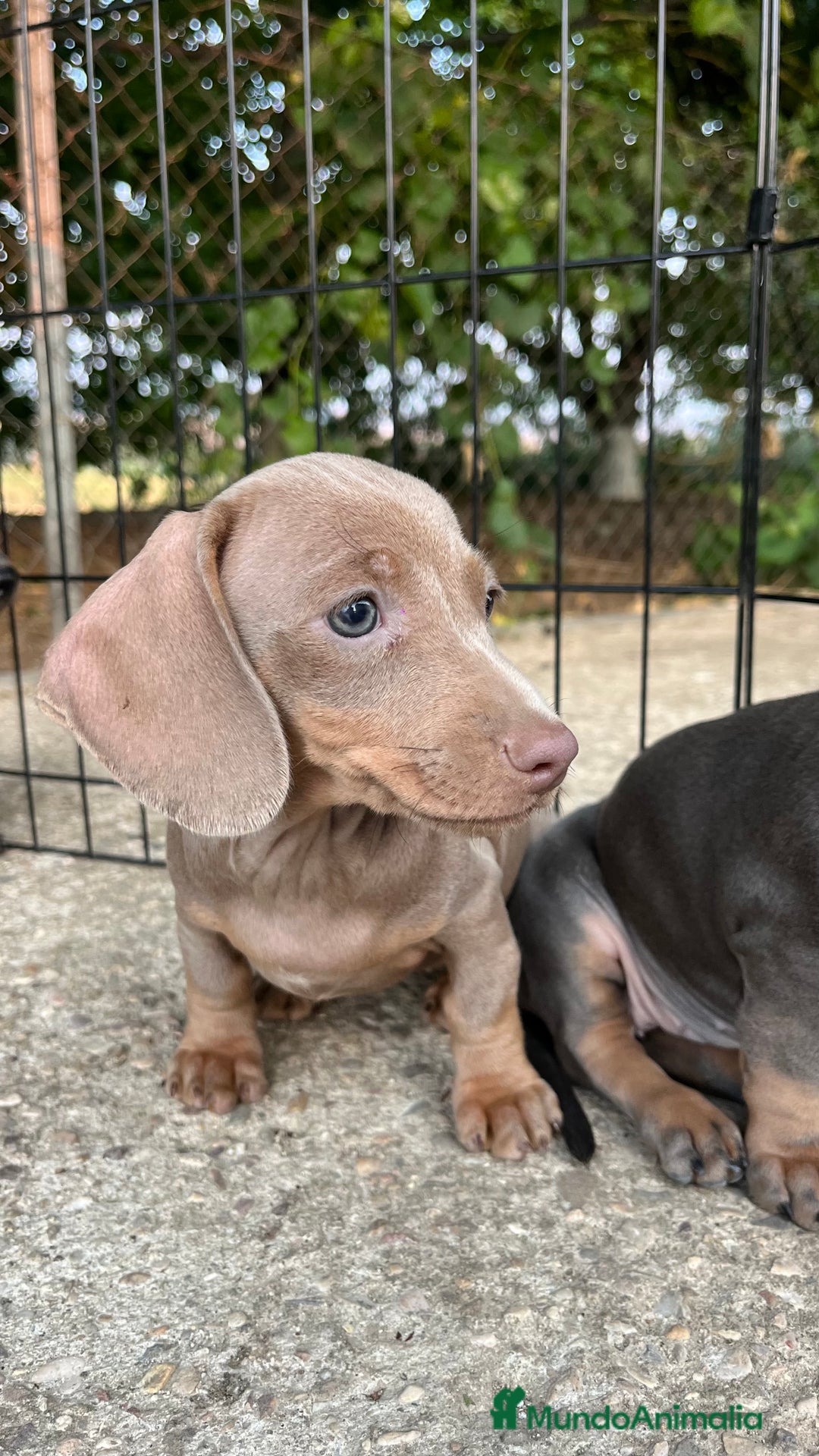 Teckel perros en venta: Camada de Teckel capa exótica  - Imagen 5