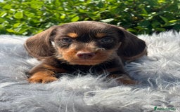 Teckel Miniatura perros en venta: Teckel chocolate - Imagen 5