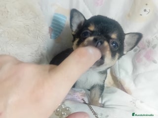 Chihuahua perros ‼️‼️Chihuahuas muy cariñosos tamaño mini - Anuncio 1