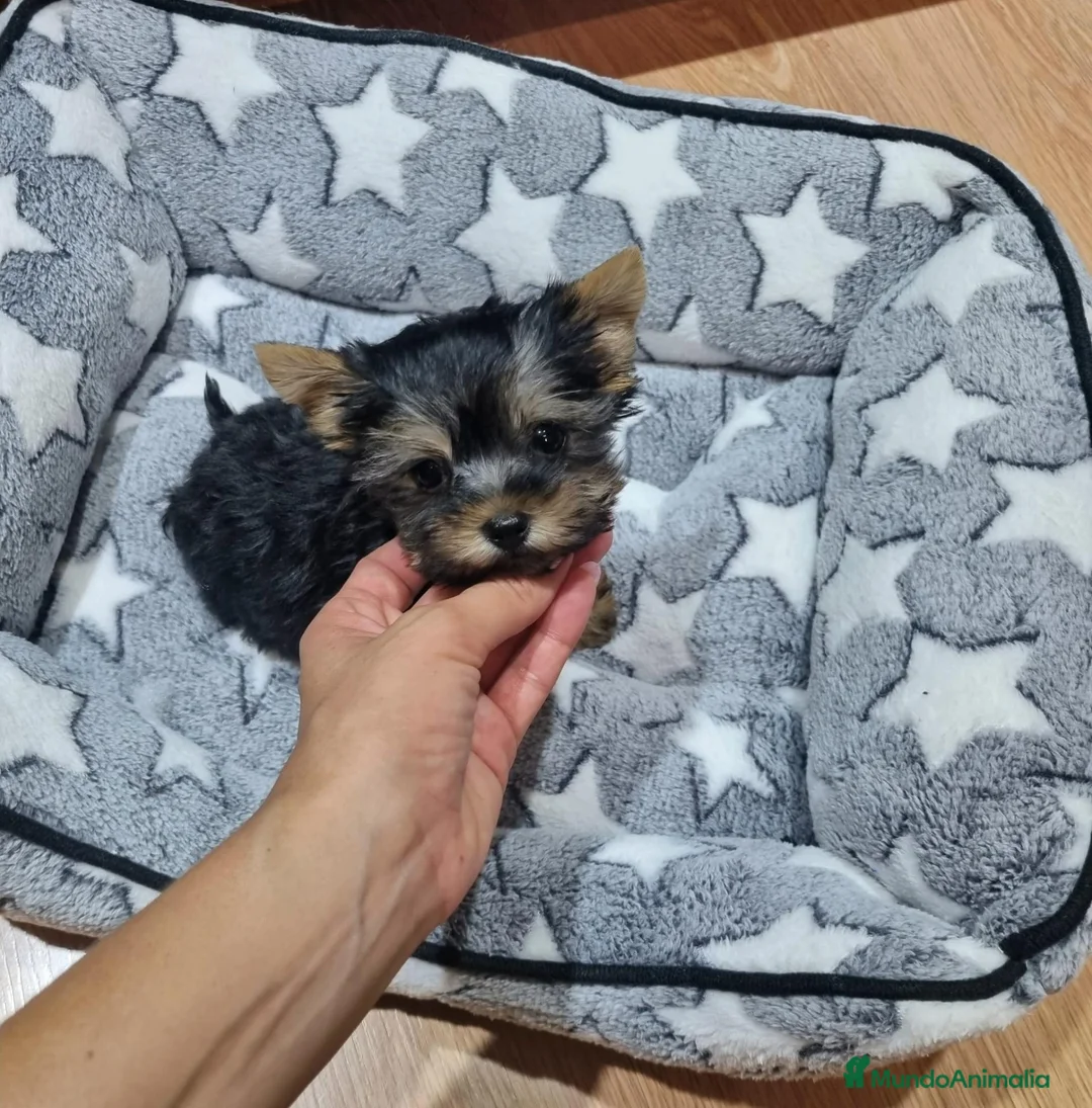 Yorkshire Terrier perros en venta: Yorkshire Terrier  - Anuncio 2