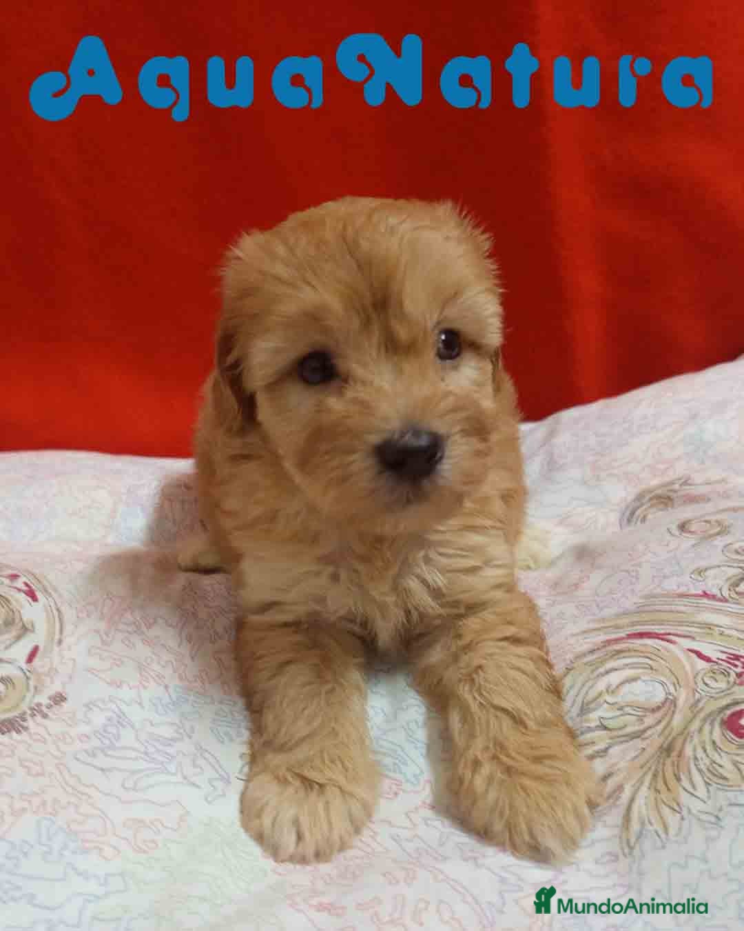 Caniche Enano perros  Havapoo Macho 3 de Locaty y Can AQUANATURA - Anuncio 32