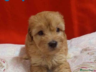 Caniche Enano perros Havapoo Macho 3 de Locaty y Can AQUANATURA - Anuncio 19